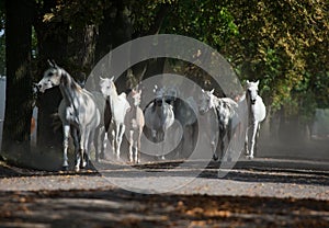 Herd of arabian white horses on the autumn village road