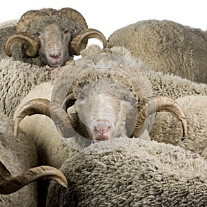 Herd of Arles Merino sheep, rams