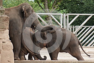 Herd of Asian Elephant - Elephas maximus