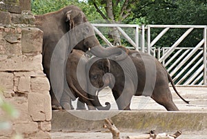 Herd of Asian Elephant - Elephas maximus