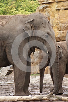 Herd of Asian Elephant - Elephas maximus