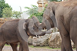 Herd of Asian Elephant - Elephas maximus