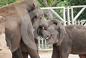 Herd of Asian Elephant - Elephas maximus