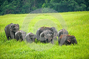 A herd of Asian Elephants feeding in the green grassland