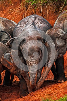 Herd of Asian Elephants feeding on salt lick