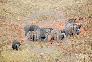 Herd of Asian Elephants of Khao Yai national park