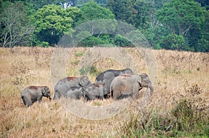 Herd of Asian Elephants of Khao Yai national park