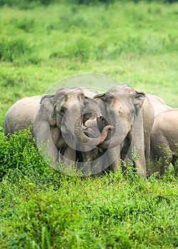 A herd of Asian Elephants are protectively a newborn elephant calf in the fields of Kui Buri National Park, Thailand