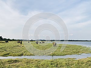 Herd of asian ellephant gathered in the beautiful evening