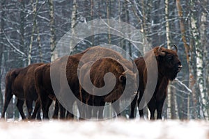 A herd of aurochs Bison bonasus standing on the winter field. several large brown bison on the forest background.European bison.