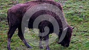 Herd Of Aurochs Grazing On The Field. Large Brown Bison On The Forest Background