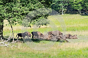 Herd of Aurochs
