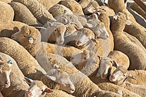 A herd of Australian sheep standing in the sun on a truck