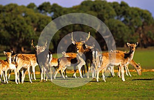 Herd of Axis Deer