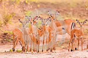 Herd of baby impala photo