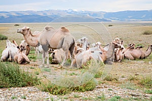Herd of Bactrian camels