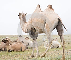 Herd of Bactrian camels