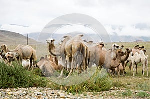 Herd of Bactrian camels