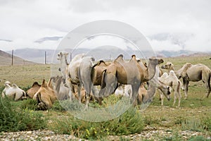 Herd of Bactrian camels