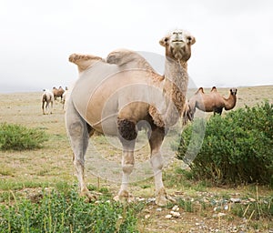 Herd of Bactrian camels