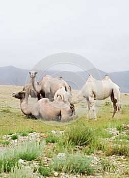 Herd of Bactrian camels