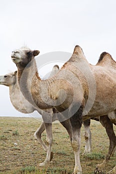 Herd of Bactrian camels