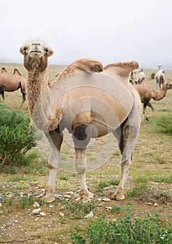 Herd of Bactrian camels