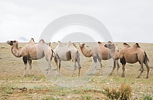 Herd of Bactrian camels