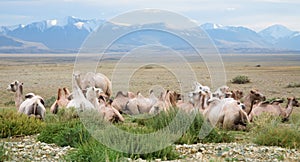 Herd of Bactrian camels