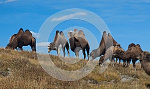 Herd of Bactrian camels