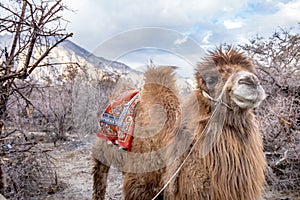 Herd of Bactrian camels with landscape of sand dune at Nubra Valley