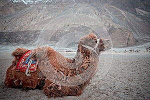 Herd of Bactrian camels with landscape of sand dune at Nubra Valley