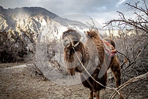 Herd of Bactrian camels with landscape of sand dune at Nubra Valley
