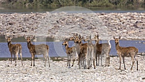Herd of barasingha (Rucervus duvaucelii) in the riverbank, at Bardia national park, Nepal