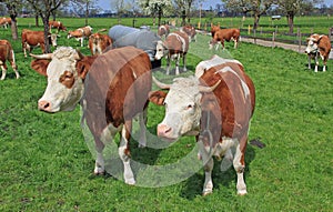 Herd of bavarian milkers in a fruit orchard