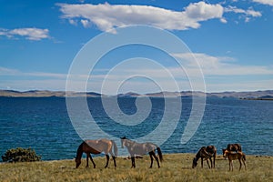 herd bay brown horses and red foal stand on grass coast, against the background of blue lake baikal, mountains