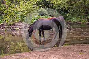 A herd of beautiful horses drink water from river Gradac in Valjevo, Serbia