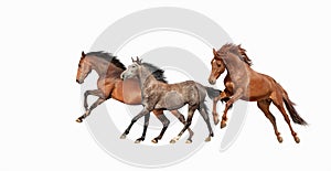 Herd of beautiful horses that gallop isolated on white background