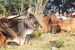 Herd of beautiful Indian sacred humpback zebu cows graze and rest in a meadow