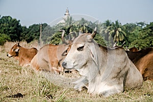 Herd of beautiful Indian sacred humpback zebu cows graze and rest in a meadow