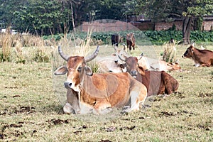 Herd of beautiful Indian sacred humpback zebu cows graze and rest in a meadow