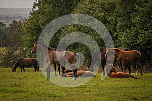 A herd of beautiful slender brown horses with black tails grazes on green grass