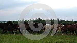Herd of beautiful thoroughbred horses runs in the summer on a green meadow