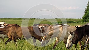 Herd of beautiful thoroughbred horses walks on a green field