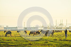 Herd of beautiful wild yilki gorgeous horses stand in meadow field in central anatolia Keyseri