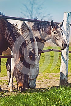 Herd of Beautiful Young Horses Graze on the Farm Ranch