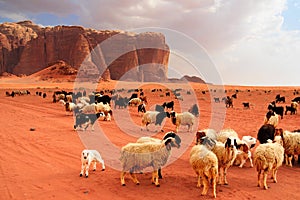 Herd of Bedouin sheep and goats