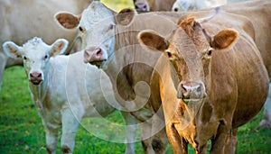 Herd of beef cattle