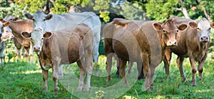 Herd of beef cattle