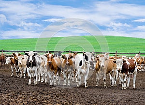 Herd of beef cattle at farm
